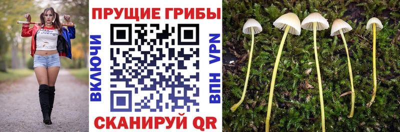 Псилоцибиновые грибы Psilocybine cubensis  Данилов 
